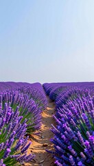 Rows of vibrant purple lavender plants stretch into the horizon under a clear blue sky on a sunny day.