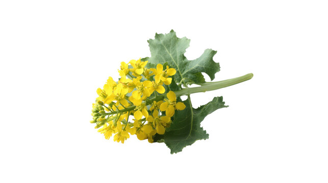 Bright yellow broccoli rabe flowers and leaves isolated on transparent background