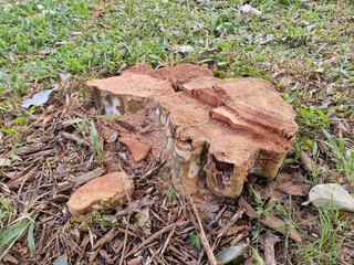 Close-Up of Fresh Tree Stump with Sawdust and Broken Bark on Ground