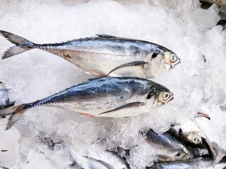 Makarel di tumpukan es