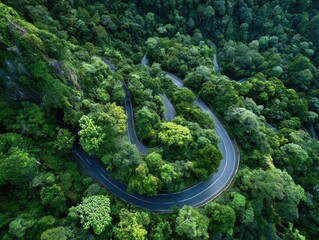 Winding road through lush green forest (5)