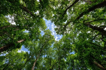 Lush green canopy of trees viewed from below, showcasing a vibrant summer sky