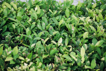 green leaves background