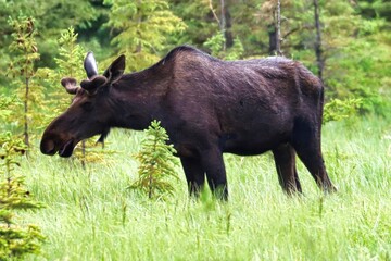 Yukon Territories, Canada