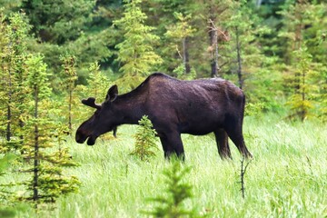 Yukon Territories, Canada
