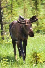 Yukon Territories, Canada