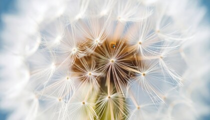 Close Up Fluffy Dandelion Seeds