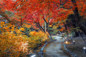 Kitano Tenmangu Shrine with beautiful vivid autumn colorful foliage in Kyoto, Japan