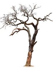 Fototapeta premium Dead tree isolated on white background.