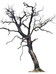 Obraz premium Dead tree isolated on white background.