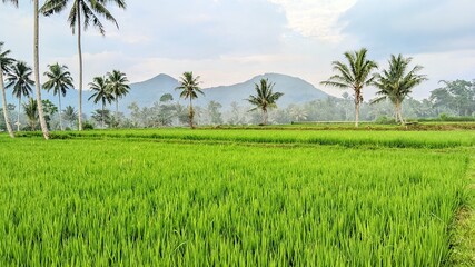 Fototapeta premium Original photo of a rice plantation in the countryside in the morning.