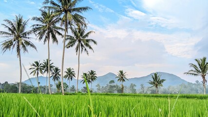 Original photo of a rice plantation in the countryside in the morning.