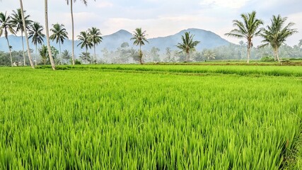 Original photo of a rice plantation in the countryside in the morning.