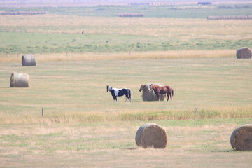 Obraz premium My valley home in mid summer is filled with beauty.