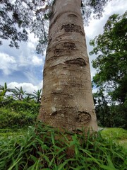 A tall, textured tree trunk reaches skyward, surrounded by lush greenery on a bright sunny day.