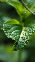 Close-up shows bright green leaf with intricate textures and serrated edges illuminated in sunlight.