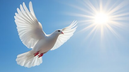 Fototapeta premium White Dove in Flight Under Bright Blue Sky and Shining Sunlight