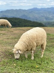Fototapeta premium Sheep grazing on a hillside