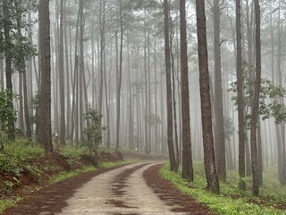 Fototapeta premium A road through a pine forest covered in fog