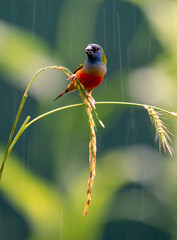 Colorful Finch Perched in Rain