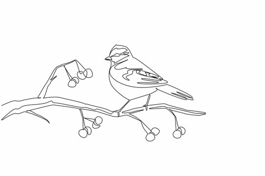 Continuous one line drawing blue tit bird perched on a tree branch with red berries growing on it. Home birds. Pet birds. International Dawn Chorus Day. Single line draw design vector illustration
