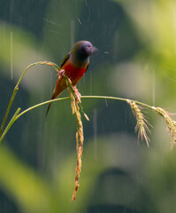 Colorful Finch Perched in Rain