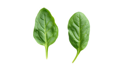 Two fresh green spinach leaves isolated on a transparent background isolated on transparent background