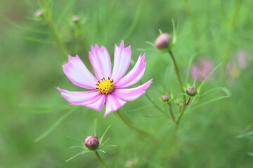 コスモス