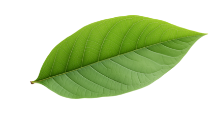 A vibrant green leaf showcases nature's intricate design on a transparent background, perfect for various design projects.