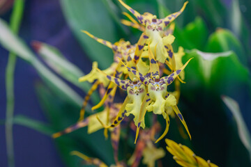Blooming Orchids in a Greenhouse – Vibrant Tropical Beauty