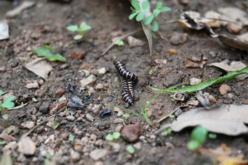 Greenhouse millipedes mating. Its common names are Oxidus gracilis, hothouse millipede, shortflange millipede and garden millipede.This is a species of millipede in the family of Paradoxosomatidae.
