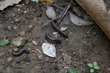 Greenhouse millipedes mating. Its common names are Oxidus gracilis, hothouse millipede, shortflange millipede and garden millipede.This is a species of millipede in the family of Paradoxosomatidae.