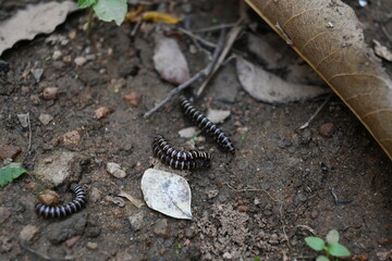 Greenhouse millipedes mating. Its common names are Oxidus gracilis, hothouse millipede, shortflange millipede and garden millipede.This is a species of millipede in the family of Paradoxosomatidae.