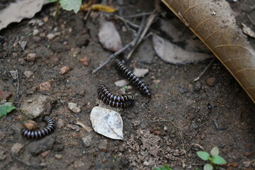 Greenhouse millipedes mating. Its common names are Oxidus gracilis, hothouse millipede, shortflange millipede and garden millipede.This is a species of millipede in the family of Paradoxosomatidae.