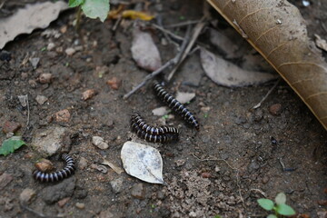 Greenhouse millipedes mating. Its common names are Oxidus gracilis, hothouse millipede, shortflange millipede and garden millipede.This is a species of millipede in the family of Paradoxosomatidae.