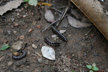 Greenhouse millipedes mating. Its common names are Oxidus gracilis, hothouse millipede, shortflange millipede and garden millipede.This is a species of millipede in the family of Paradoxosomatidae.