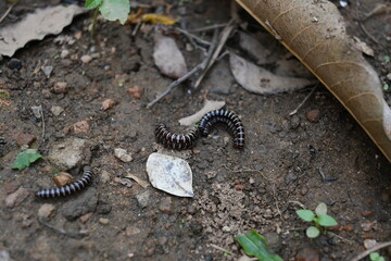 Greenhouse millipedes mating. Its common names are Oxidus gracilis, hothouse millipede, shortflange millipede and garden millipede.This is a species of millipede in the family of Paradoxosomatidae.