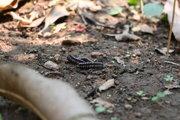 Greenhouse millipedes mating. Its common names are Oxidus gracilis, hothouse millipede, shortflange millipede and garden millipede.This is a species of millipede in the family of Paradoxosomatidae.