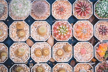 Colorful mini cactus