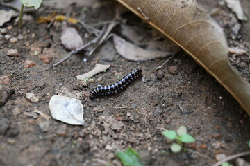 Greenhouse millipedes mating. Its common names are Oxidus gracilis, hothouse millipede, shortflange millipede and garden millipede.This is a species of millipede in the family of Paradoxosomatidae.
