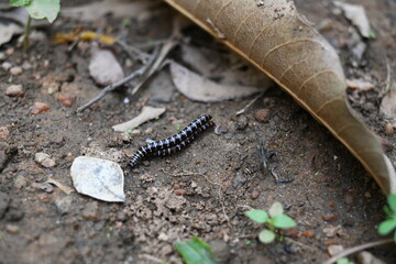 Greenhouse millipedes mating. Its common names are Oxidus gracilis, hothouse millipede, shortflange millipede and garden millipede.This is a species of millipede in the family of Paradoxosomatidae.