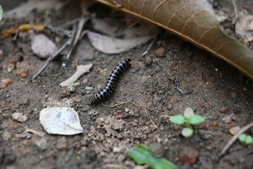 Greenhouse millipedes mating. Its common names are Oxidus gracilis, hothouse millipede, shortflange millipede and garden millipede.This is a species of millipede in the family of Paradoxosomatidae.