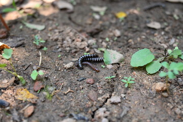 Greenhouse millipedes mating. Its common names are Oxidus gracilis, hothouse millipede, shortflange...