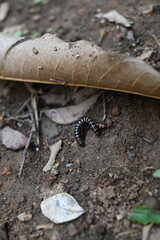 Greenhouse millipedes mating. Its common names are Oxidus gracilis, hothouse millipede, shortflange millipede and garden millipede.This is a species of millipede in the family of Paradoxosomatidae.