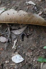 Greenhouse millipedes mating. Its common names are Oxidus gracilis, hothouse millipede, shortflange...