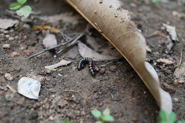 Greenhouse millipedes mating. Its common names are Oxidus gracilis, hothouse millipede, shortflange millipede and garden millipede.This is a species of millipede in the family of Paradoxosomatidae.