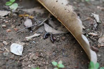 Greenhouse millipedes mating. Its common names are Oxidus gracilis, hothouse millipede, shortflange millipede and garden millipede.This is a species of millipede in the family of Paradoxosomatidae.