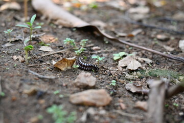 Greenhouse millipedes mating. Its common names are Oxidus gracilis, hothouse millipede, shortflange millipede and garden millipede.This is a species of millipede in the family of Paradoxosomatidae.