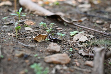 Greenhouse millipedes mating. Its common names are Oxidus gracilis, hothouse millipede, shortflange millipede and garden millipede.This is a species of millipede in the family of Paradoxosomatidae.