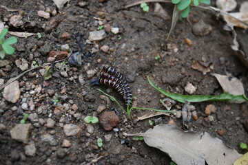 Greenhouse millipedes mating. Its common names are Oxidus gracilis, hothouse millipede, shortflange millipede and garden millipede.This is a species of millipede in the family of Paradoxosomatidae.